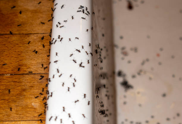 Best Best Pest Control Companies  in Houston, PA